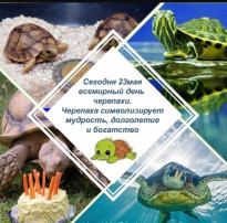 Всемирный день черепахи Всемирный день черепахи.